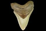 Fossil Megalodon Tooth - North Carolina #109885-1